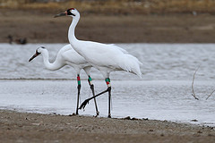 Whooping Crane.jpg