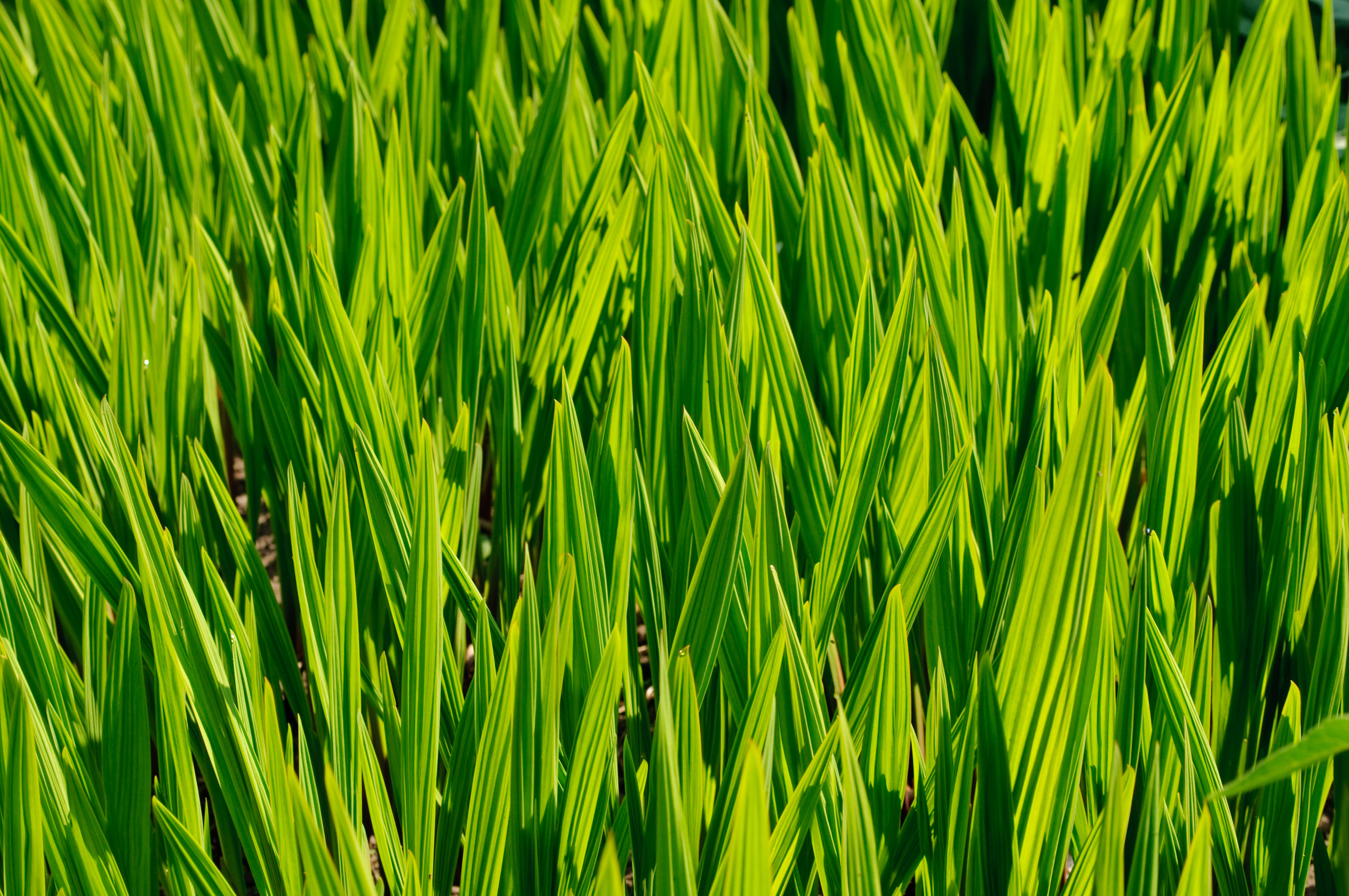 Late Innings Environmental Case Law Update November December 2015