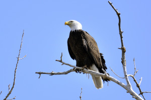 baldeagle-1-300x200