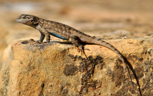 sagebrushlizard