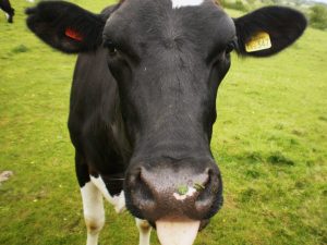 cow-300x225