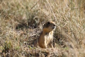 Prairie-Dog-300x200